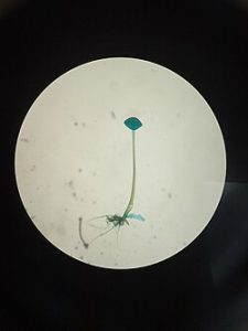 Tampilan mikroskopis jamur Rhizopus spp. atau kapur roti di bawah perbesaran