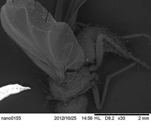 Tampilan mikroskopis sayap lalat (Musca wing) di bawah perbesaran